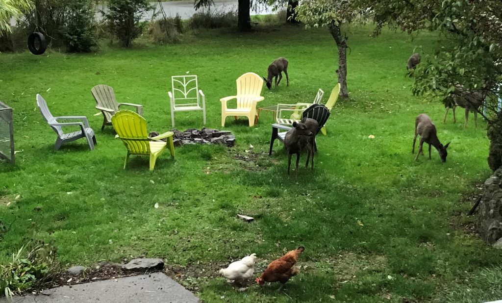 The deer and chickens mowed and fertilized the meeting space to prepare for the Bike Committee's campfire.